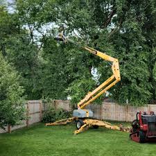 Best Tree Preservation Services  in Ore City, TX