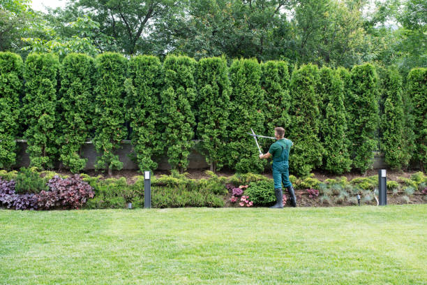 Best Lawn Renovation and Restoration  in Ore City, TX