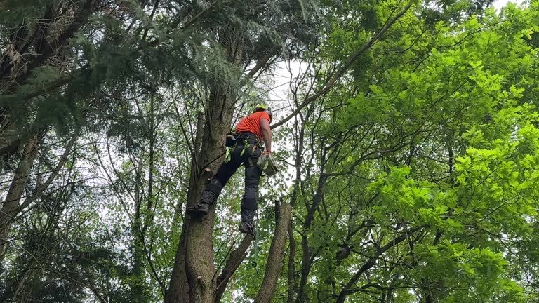 Best Tree and Shrub Care  in Ore City, TX