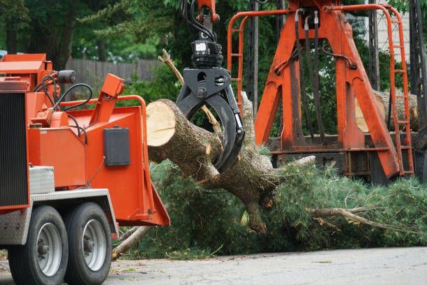 Best Tree Fertilization Services  in Ore City, TX